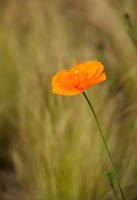 National Trust Visits