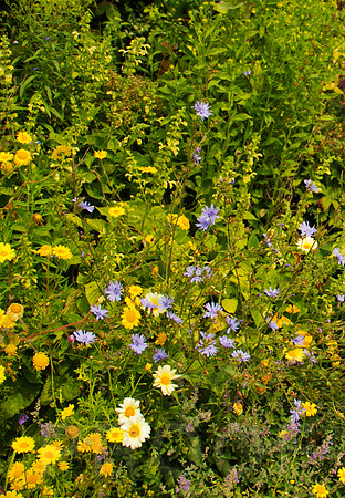 20120811_NationalTrust_0044
